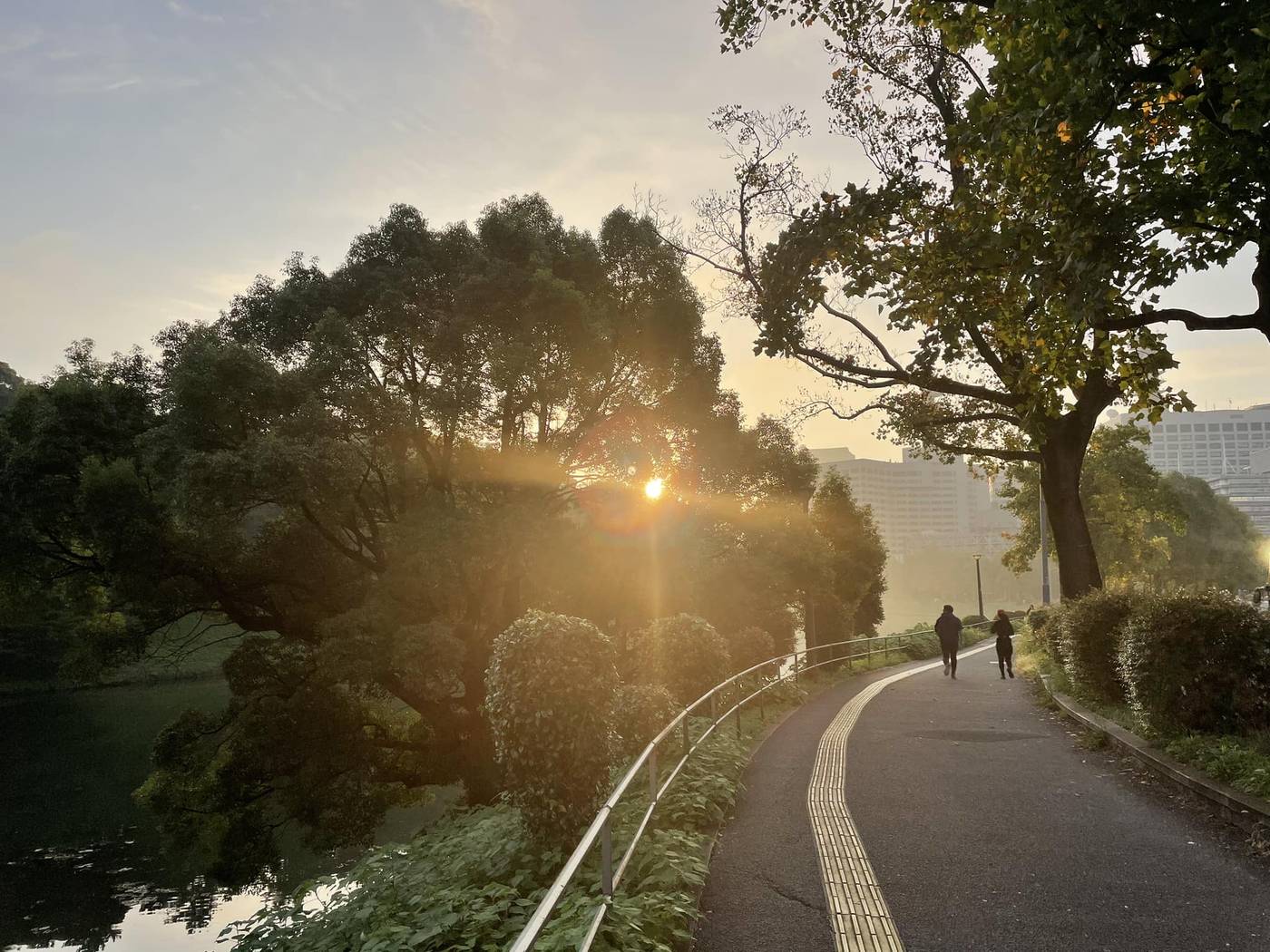 朝の光が差す皇居のほりばた。木立のあいだから日が昇っている